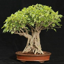 Price: €2.45 - Semillas de Árbol de Bodhi - Bodh Gaia (Ficus religiosa) - 