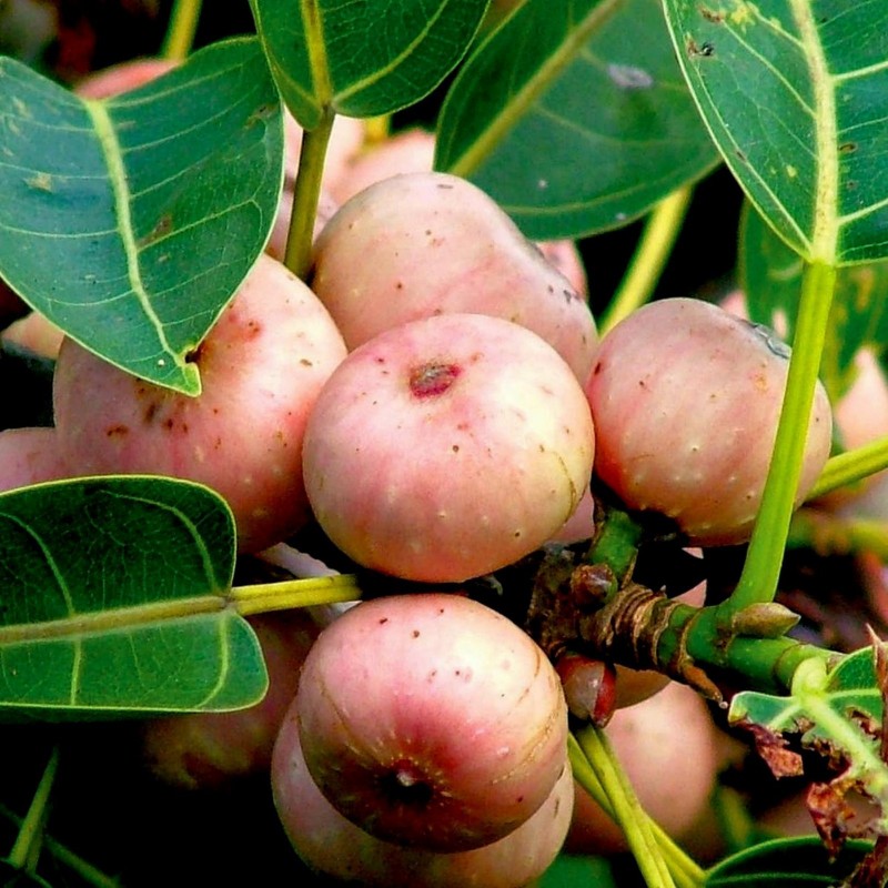Price: €2.45 - Semillas de Árbol de Bodhi - Bodh Gaia (Ficus religiosa) - 