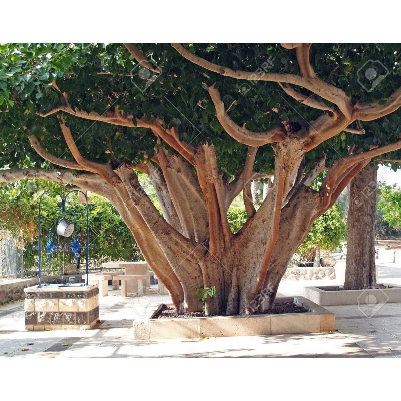 Price: €2.45 - Semillas de Árbol de Bodhi - Bodh Gaia (Ficus religiosa) - 