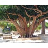 Price: €2.45 - Semillas de Árbol de Bodhi - Bodh Gaia (Ficus religiosa) - 