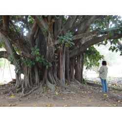 Buddha Baum - Pappel Feige Samen (Ficus religiosa) 2.45 - 4