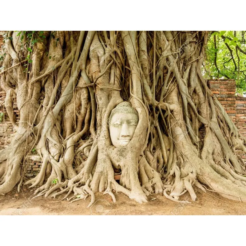 Buddha Baum - Pappel Feige Samen (Ficus religiosa)