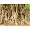 Graines de Figuier des pagodes (Ficus religiosa)