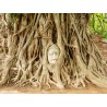 Price: €2.45 - Semillas de Árbol de Bodhi - Bodh Gaia (Ficus religiosa) - 