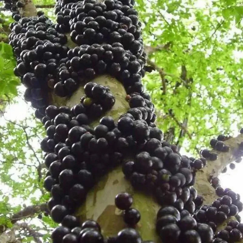 Sementes de Jabuticaba ou Jaboticaba (Plinia cauliflora)