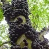 Sementes de Jabuticaba ou Jaboticaba (Plinia cauliflora)