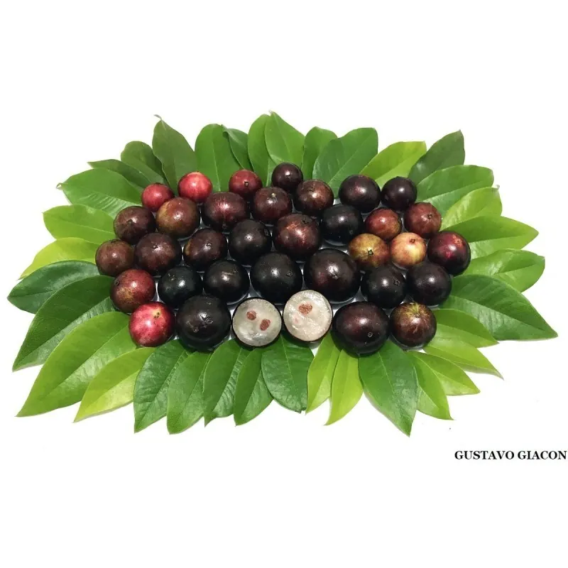 Sementes de Jabuticaba ou Jaboticaba (Plinia cauliflora)