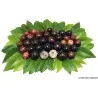 Semillas Guapurú, Jaboticaba (Myrciaria cauliflora)