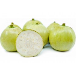 Semillas calabaza Tinda, calabaza de manzana (Praecitrullus fistulosus) 2.35 - 2