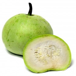 Price: €3 - Tinda Kürbis Samen, Apfelkürbis (Praecitrullus fistulosus) - 
