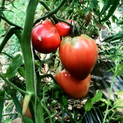 Semillas de Tomate VAL Variedades de Eslovenia 2 - 2
