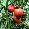 Tomato Seeds VAL Variety from Slovenia
