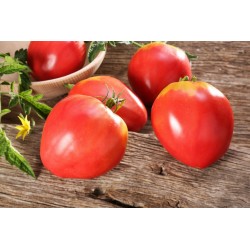 Semillas de Tomate VAL Variedades de Eslovenia 2 - 3