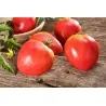 Tomat Frön VAL Variety från Slovenien