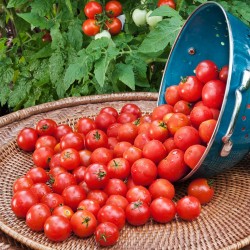 Price: €1.85 - Semillas de tomate Paradiso Midi Rispen - 