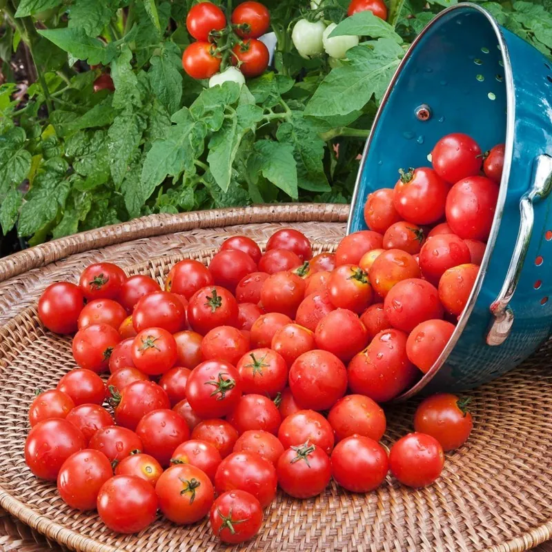 Paradiso Midi Rispen tomatfrön