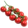 Paradiso Midi Rispen tomatfrön