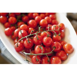 Paradiso Midi Rispen tomatfrön 1.85 - 3