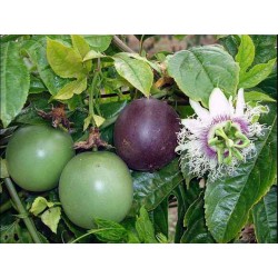 Semillas Flor de la Pasion MARACUYA (Passiflora edulis) 3 - 4