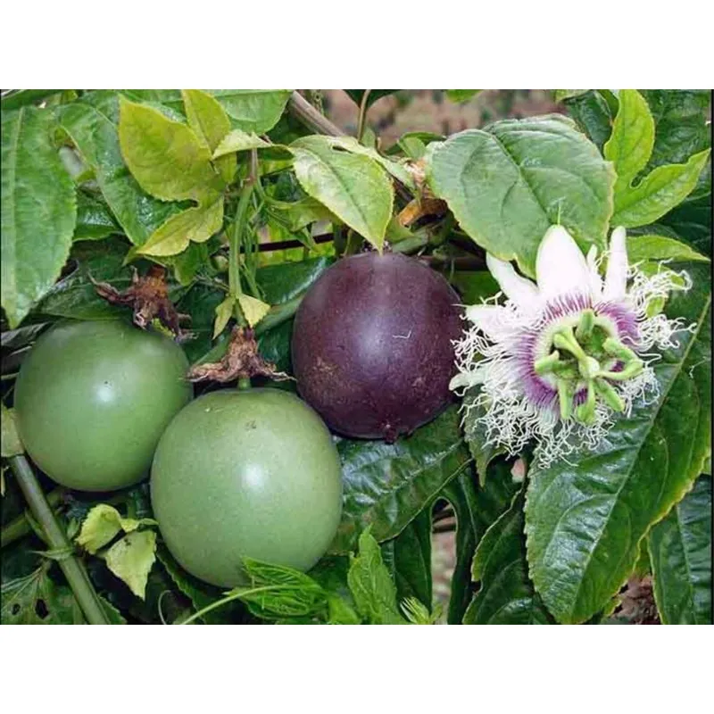 Maracuja Samen (Passiflora edulis)