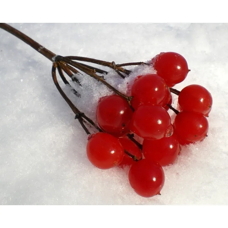 Semillas Arándano Norteamericano (Viburnum trilobum)