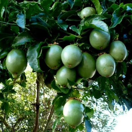 Maracuja Samen (Passiflora edulis)