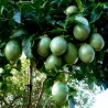 Price: €1.5 - Graines Passiflora Edulis Passion Flower - 