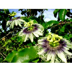 Semi di Passiflora Edulis 3 - 3