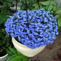 Flerårig lin, blå lin, ludd frön (Linum perenne) 2.95 - 1