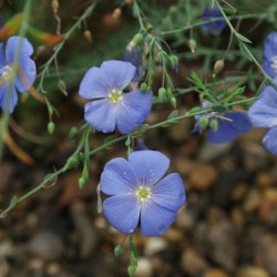 Многолетний лен, голубой лен, пушок семян (Linum perenne) 2.95 - 2