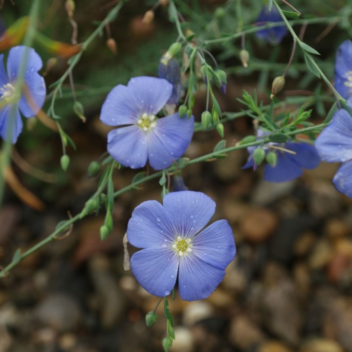 Linum perenne, Len trwały, Nasiona niebieskiego lnu - 2.655