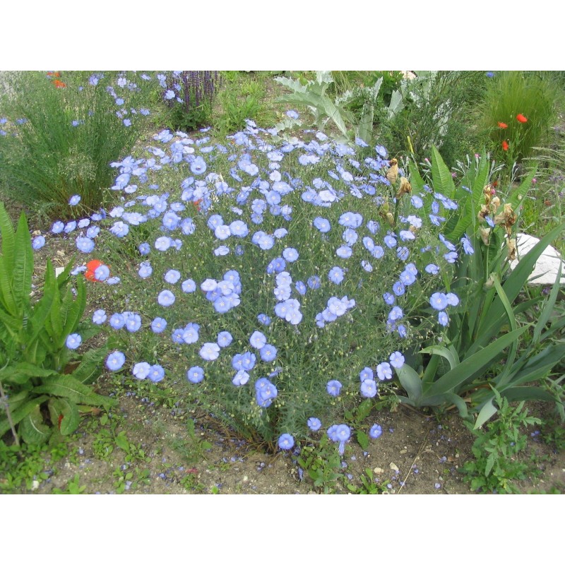 Price: €2.95 - Sementes de Linho perene, linho azul (Linum perenne) - 