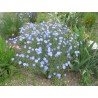 Price: €2.95 - Sementes de Linho perene, linho azul (Linum perenne) - 