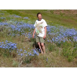 Многолетний лен, голубой лен, пушок семян (Linum perenne) 2.95 - 4