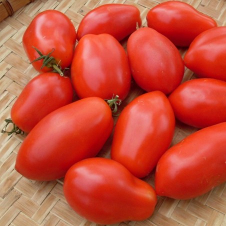 Napoli Tomatfrön | 1,85 €