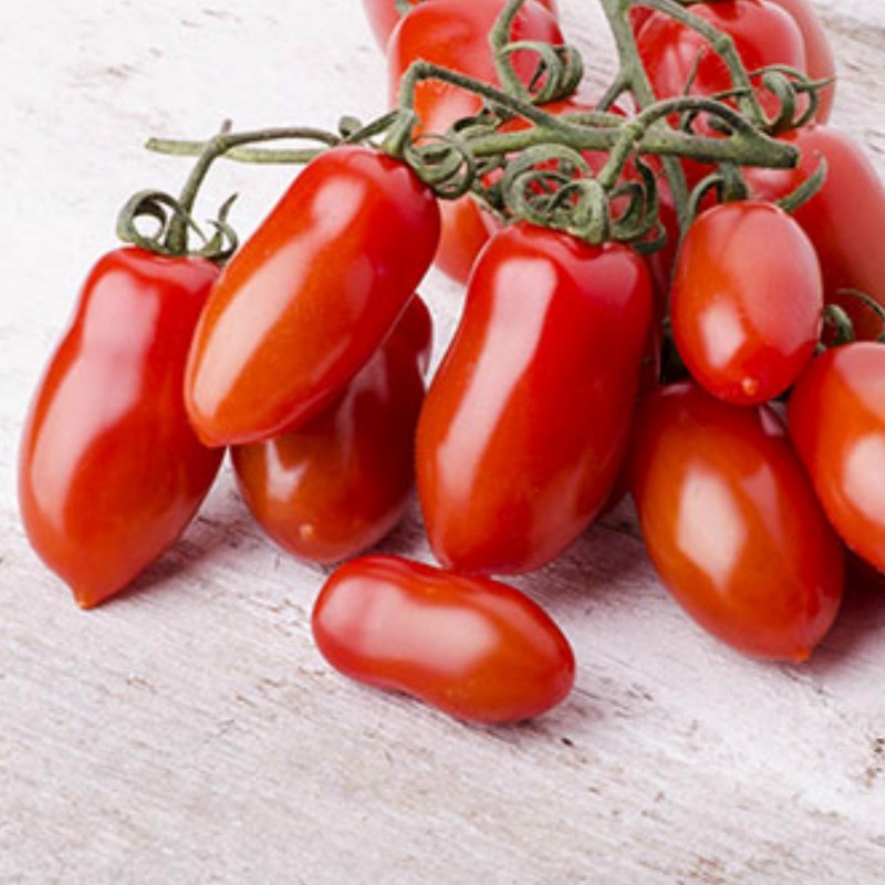 Napoli Tomate Samen 1.85 - 1