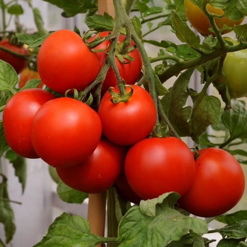 Graines Tomate Cerise Rouge