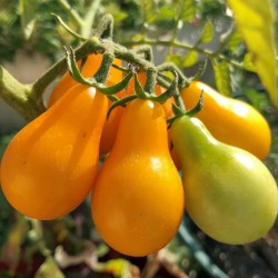 Semi di pomodoro Pera Gialla - Yellow Pear 1.95 - 2