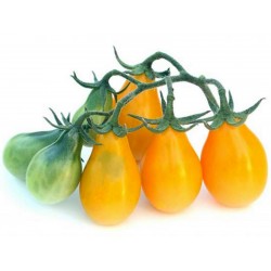 Sementes Tomate Pera Amarelo - Yellow Pear 1.95 - 1