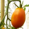 Price: €1.85 - Semi di Pomodoro Arancione Banana - Seeds Gallery