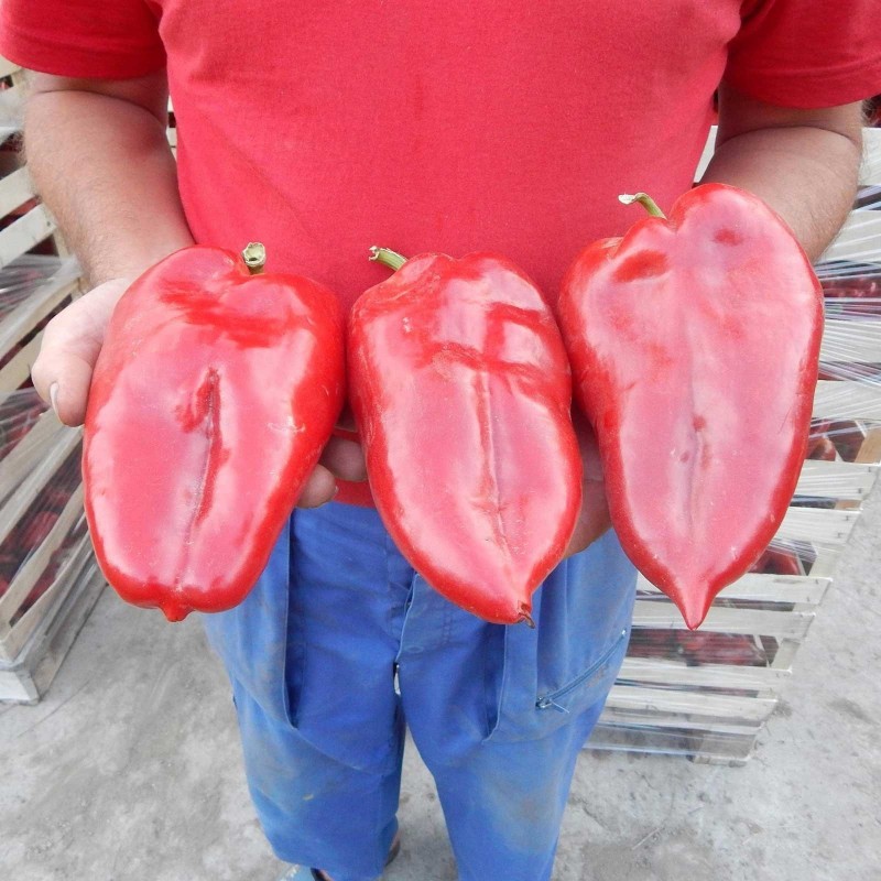 Price: €17 - 1100+ Samen Riesenpaprika Elefantenohr - 