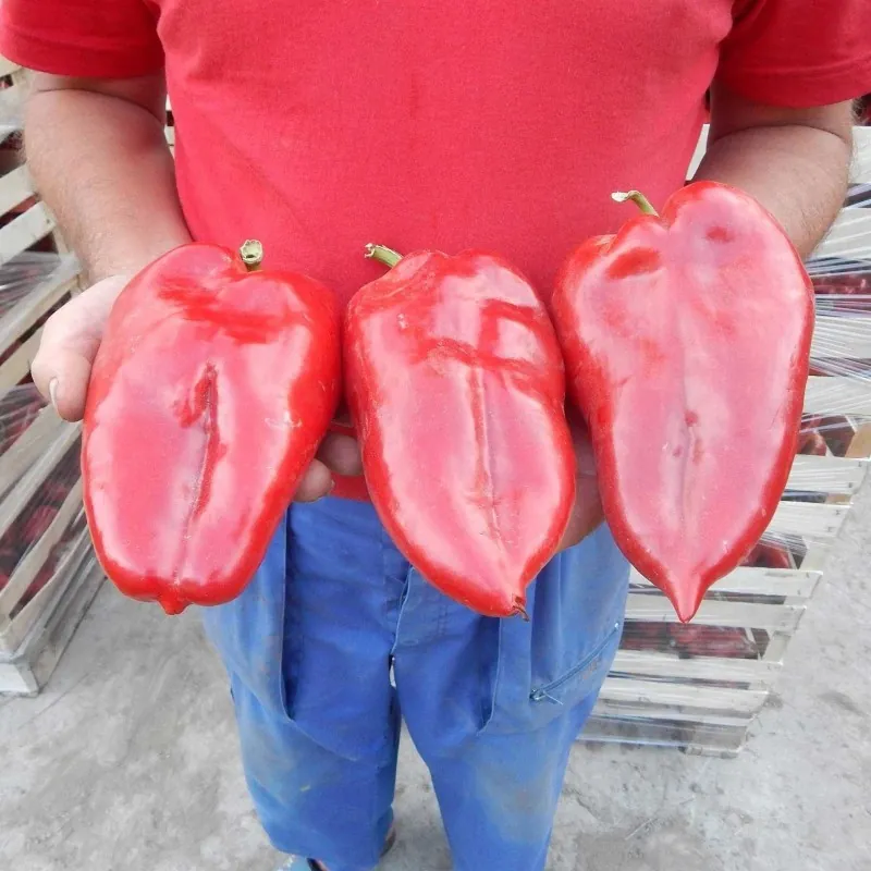 1100+ Samen Riesenpaprika Elefantenohr