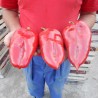 Price: €17 - 1100+ Samen Riesenpaprika Elefantenohr - 