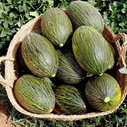 Semillas De Melon Piel De Sapo (Cucumis melo) 1.849999 - 2