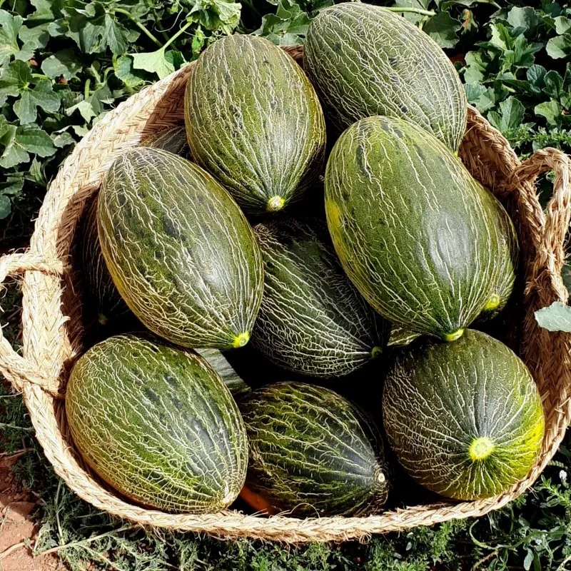Graines De Melon Pinonet (Cucumis melo)