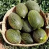 Semi di Melone Piel De Sapo (Cucumis melo)