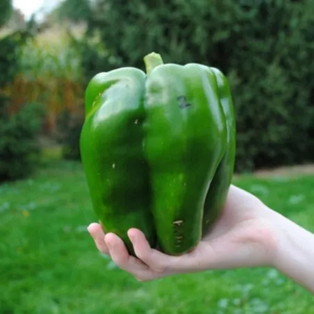 Red Giant Monster Sweet Pepper Seeds
