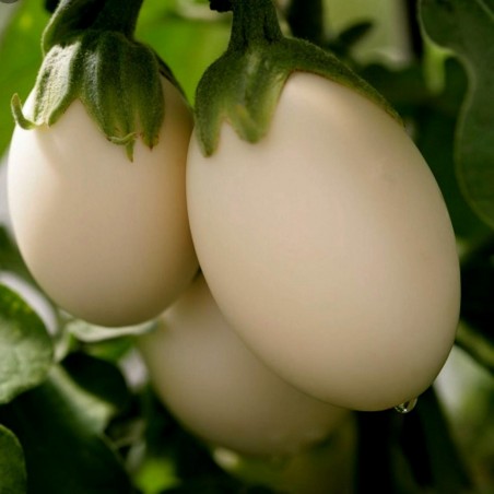 Price: €1.85 - Påskäggplanta Solanum Molengina Frön "Golden Eggs" -