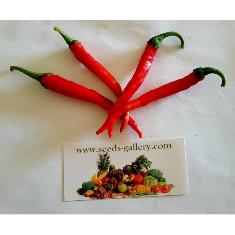 Price: €1.85 - Sementes de Pimenta Cayenne Long Slim - Cayenne longo e fino - Unbranded