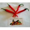 Price: €1.85 - Sementes de Pimenta Cayenne Long Slim - Cayenne longo e fino - Unbranded